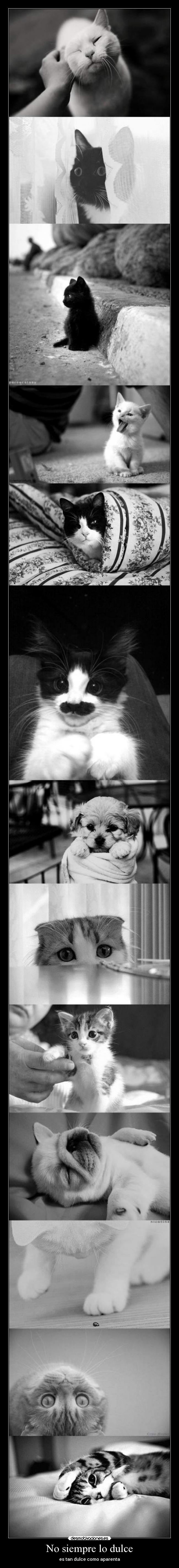 No siempre lo dulce - 