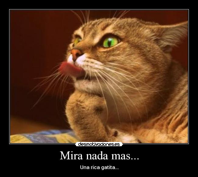 Mira nada mas... - Una rica gatita...