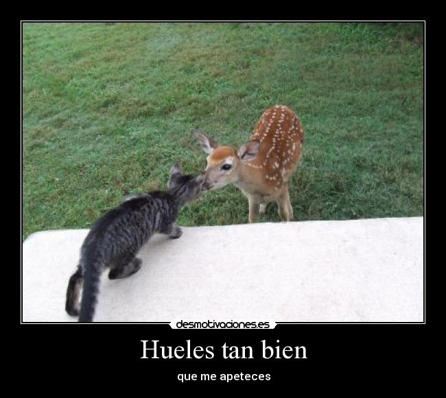 Hueles tan bien - 