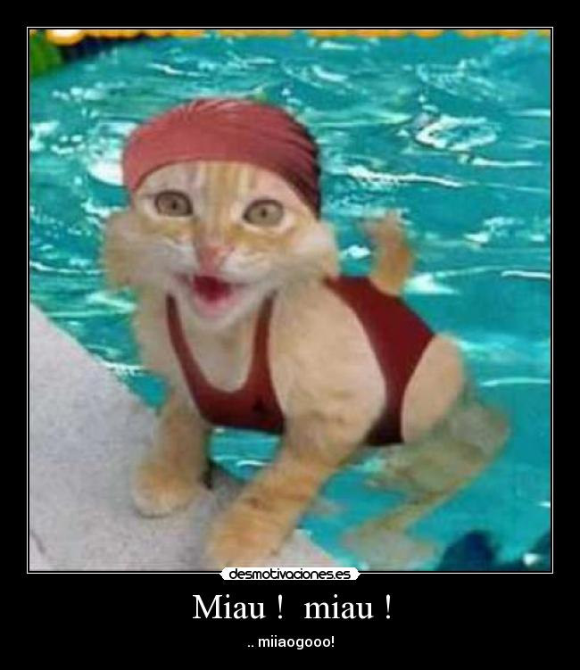 Miau ! miau ! -