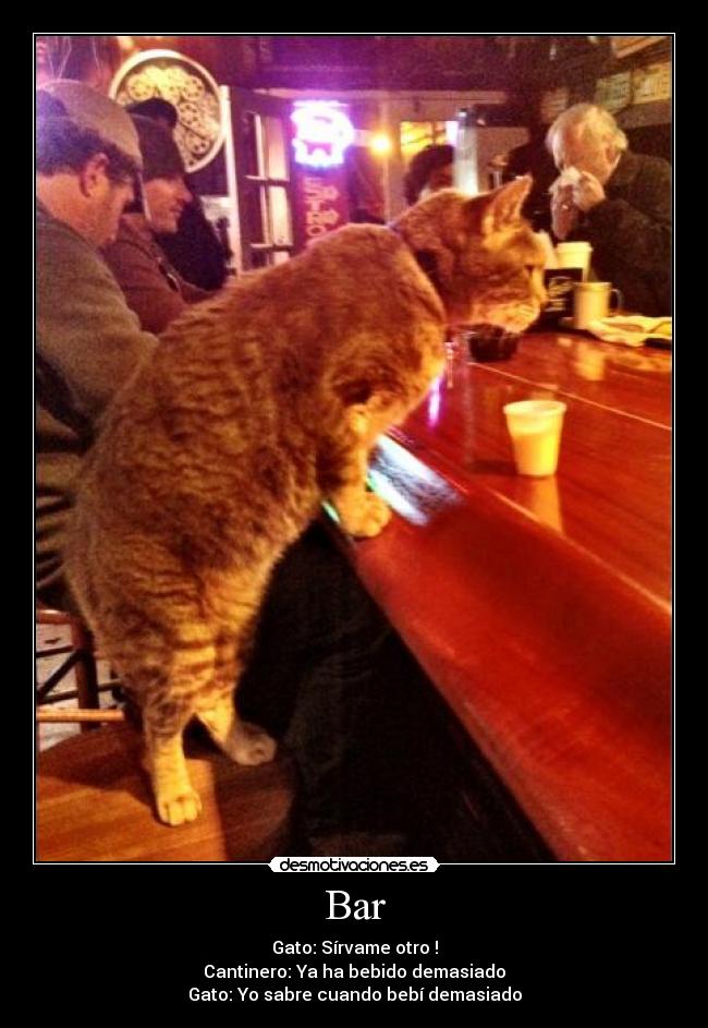Bar - Gato: Sírvame otro !
Cantinero: Ya ha bebido demasiado
Gato: Yo sabre cuando bebí demasiado