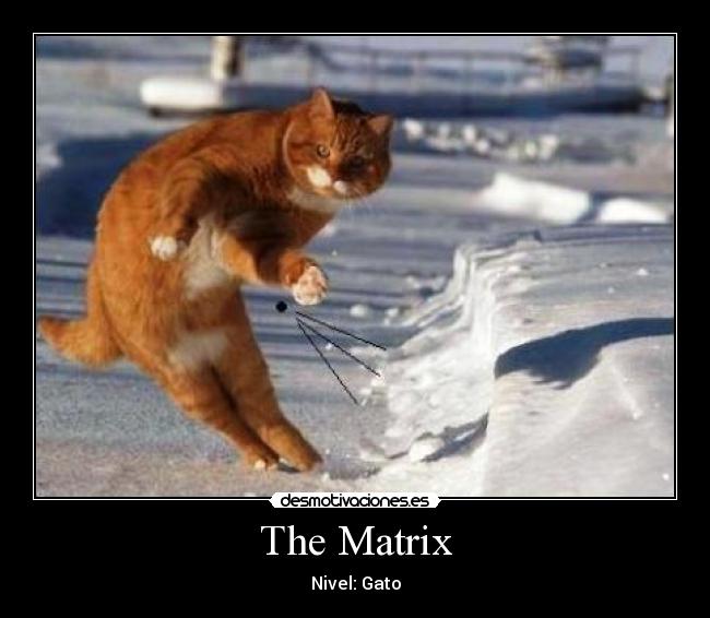 The Matrix - Nivel: Gato