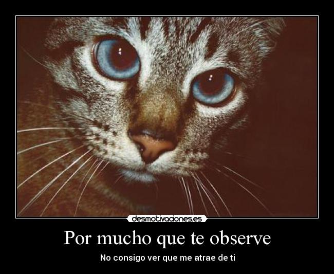 Por mucho que te observe -