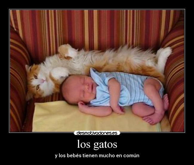 los gatos - 