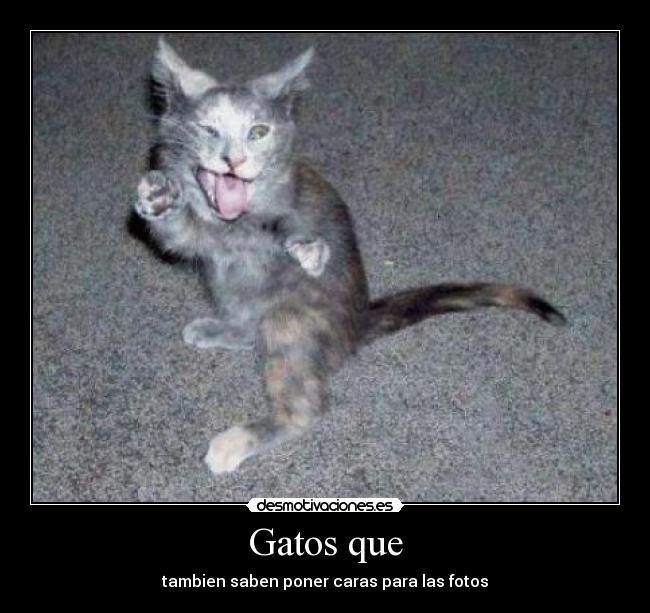 Gatos que -