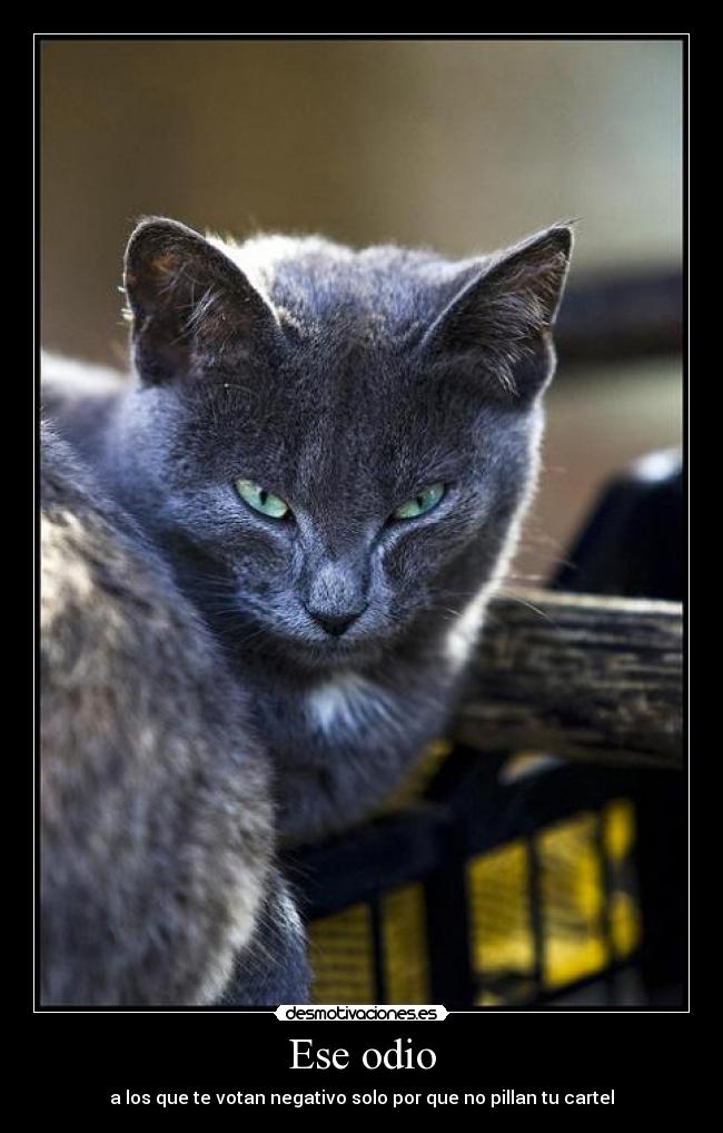 Ese odio - a los que te votan negativo solo por que no pillan tu cartel