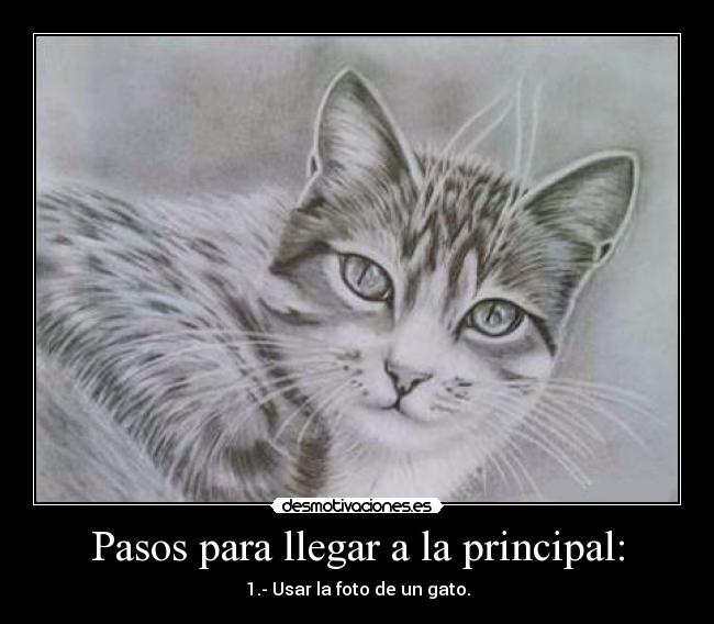 Pasos para llegar a la principal: - 1.- Usar la foto de un gato.