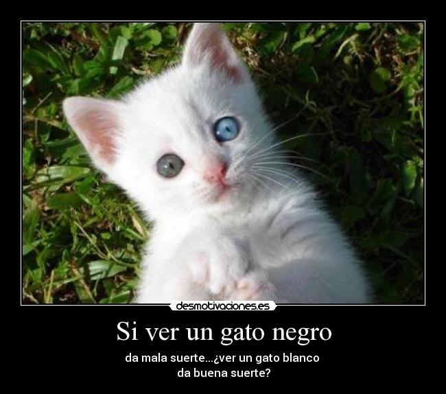 carteles gatos desmotivaciones