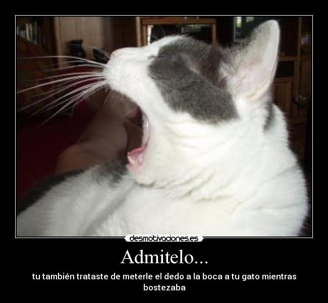 carteles gato desmotivaciones