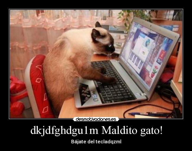 dkjdfghdgu1m Maldito gato! - Bájate del tecladqzml