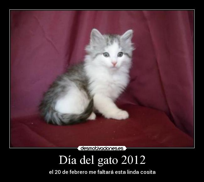 Día del gato 2012 -