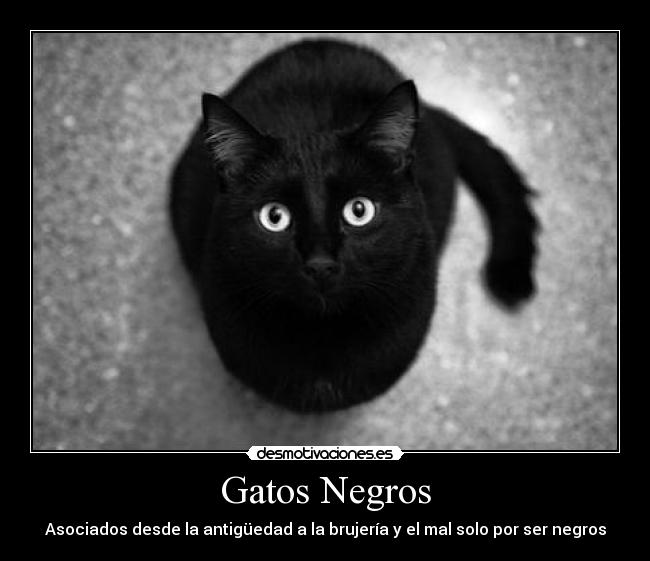 Gatos Negros - 