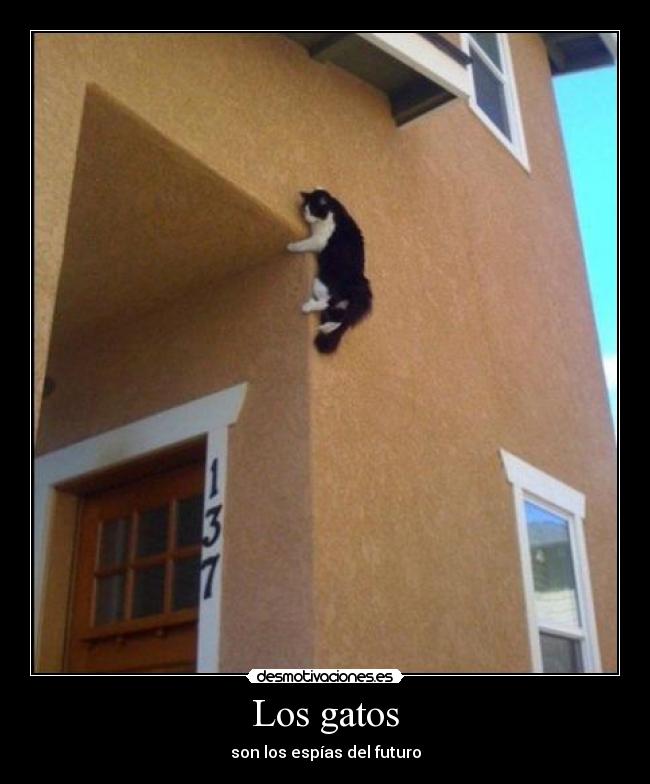 Los gatos -