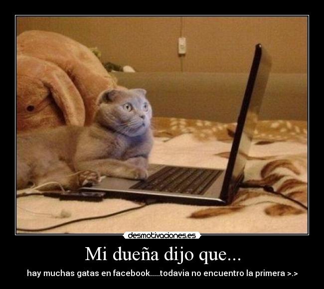 Mi dueña dijo que... - hay muchas gatas en facebook.....todavia no encuentro la primera >.>