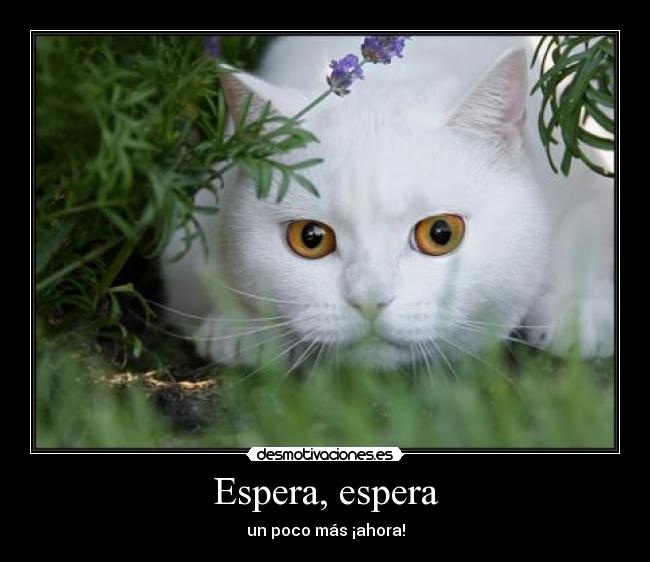 Espera, espera - un poco más ¡ahora!