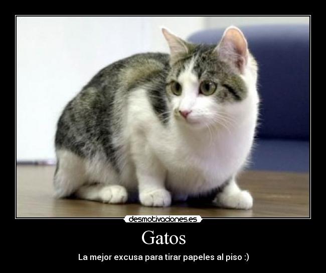 carteles gatos gatos papeles piso excusa miku almendra jeje jejeje bart desmotivaciones