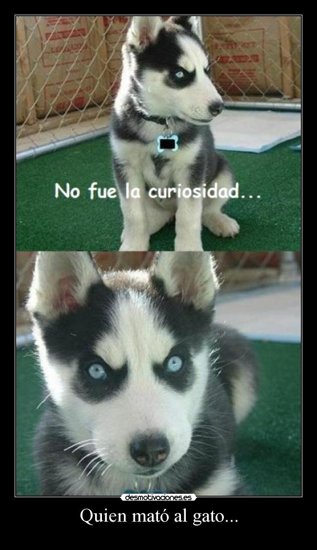 Quien mató al gato... -