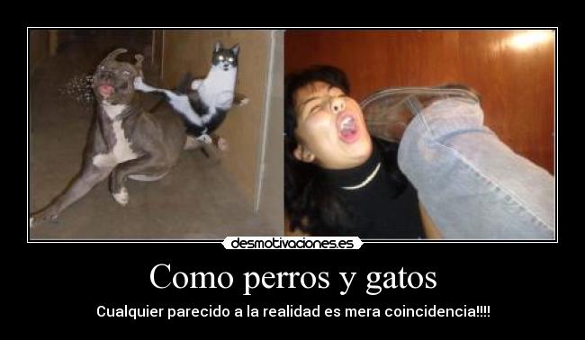 carteles gatos amor apache desmotivaciones