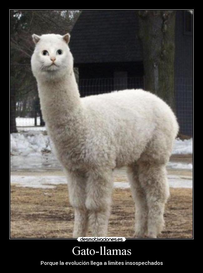 Gato-llamas - Porque la evolución llega a limites insospechados