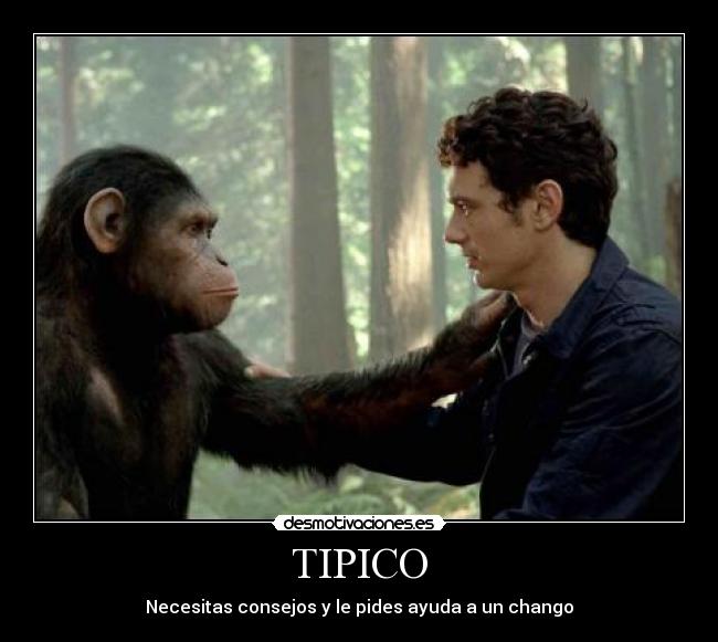 TIPICO - Necesitas consejos y le pides ayuda a un chango