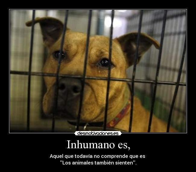 Inhumano es, - Aquel que todavía no comprende que es 
Los animales también sienten.