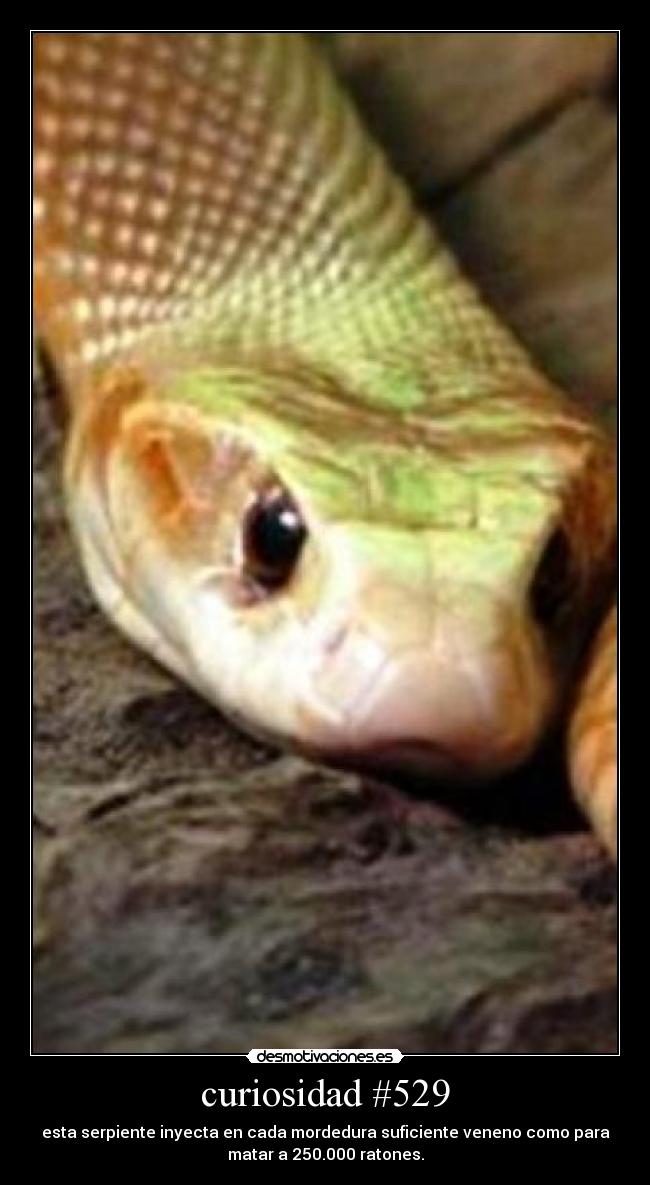 curiosidad #529 - esta serpiente inyecta en cada mordedura suficiente veneno como para
matar a 250.000 ratones.
