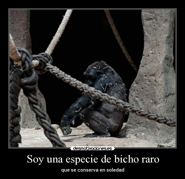 carteles jeremai desmotivaciones