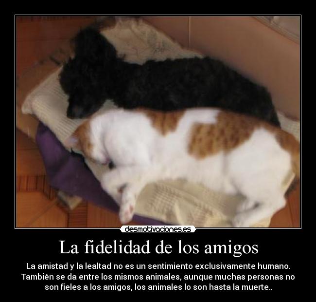 carteles amigos mauro8229 desmotivaciones