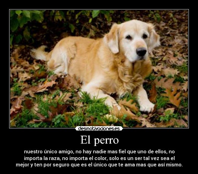 El perro - nuestro único amigo, no hay nadie mas fiel que uno de ellos, no
importa la raza, no importa el color, solo es un ser tal vez sea el
mejor y ten por seguro que es el único que te ama mas que así mismo.