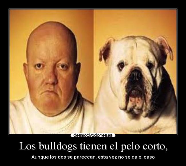 Los bulldogs tienen el pelo corto, - Aunque los dos se pareccan, esta vez no se da el caso