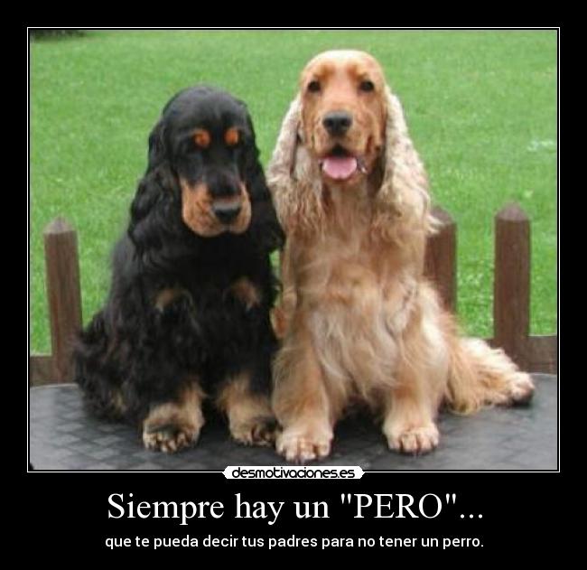 Siempre hay un PERO... - que te pueda decir tus padres para no tener un perro.