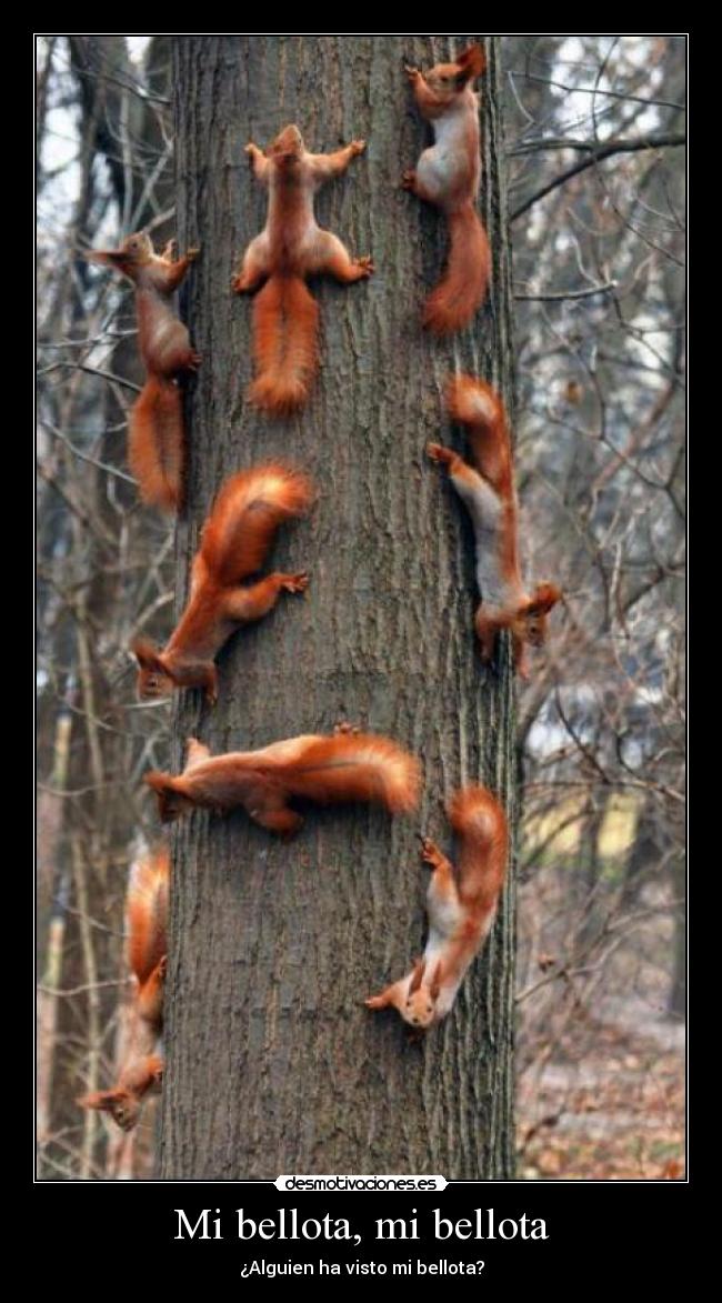 Mi bellota, mi bellota - 