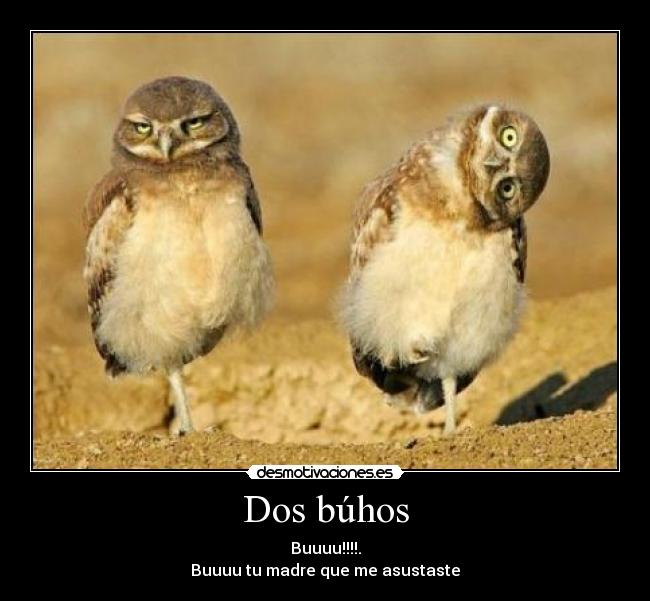 Dos búhos -