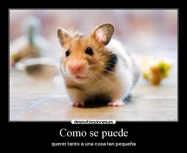 carteles hamster desmotivaciones