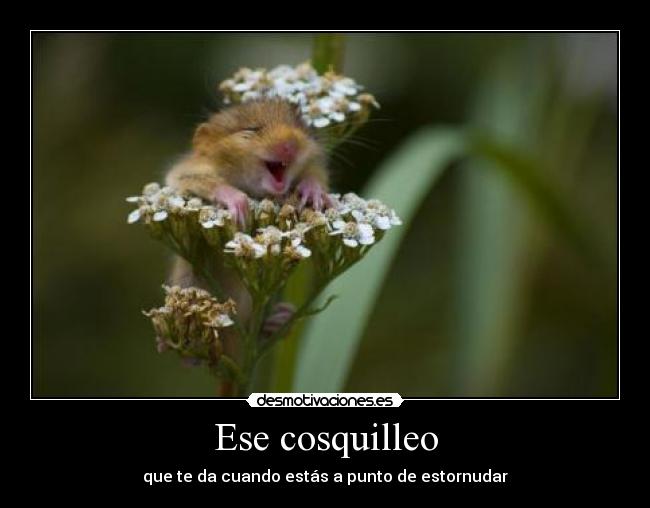 Ese cosquilleo - que te da cuando estás a punto de estornudar