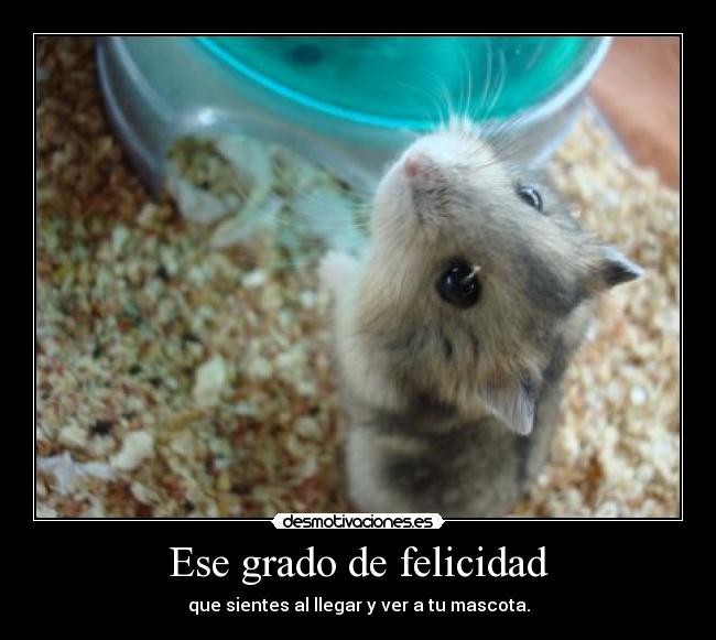 Ese grado de felicidad - que sientes al llegar y ver a tu mascota.