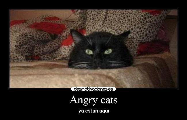 Angry cats - ya estan aqui