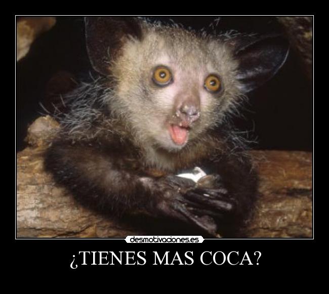 ¿TIENES MAS COCA? - 