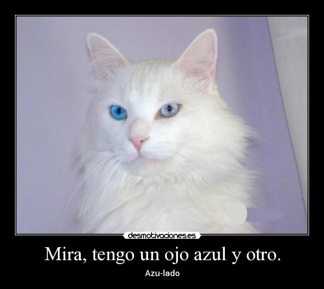Mira, tengo un ojo azul y otro. - 