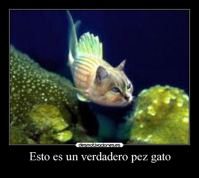 Esto es un verdadero pez gato -