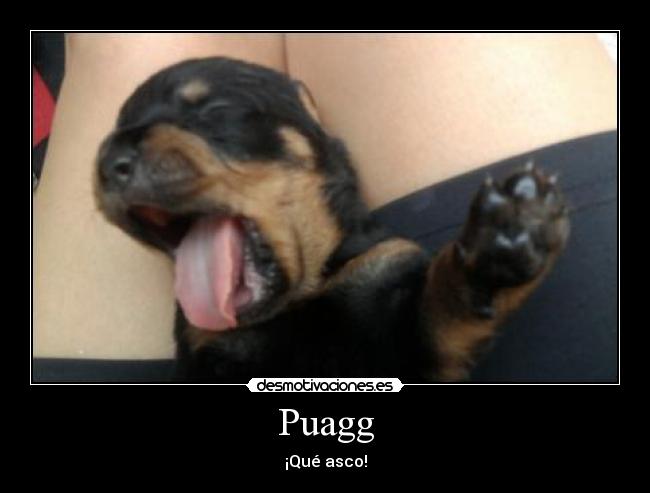 Puagg -