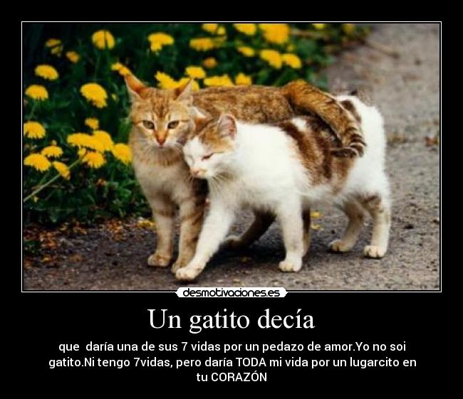 Un gatito decía - que daría una de sus 7 vidas por un pedazo de amor.Yo no soi
gatito.Ni tengo 7vidas, pero daría TODA mi vida por un lugarcito en
tu CORAZÓN