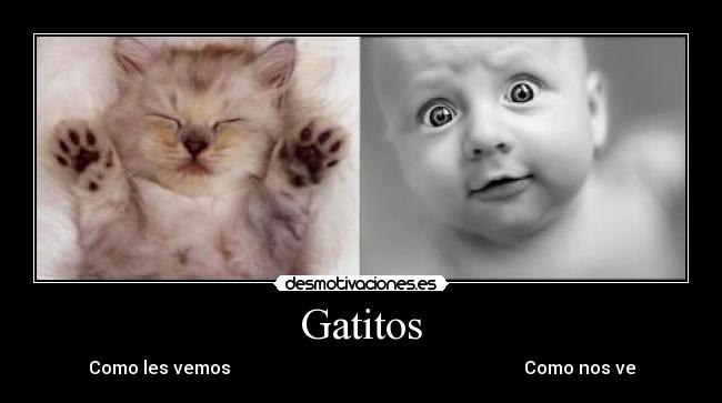 Gatitos - Como les vemos Como nos ve