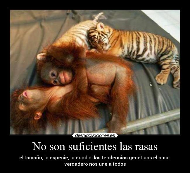 No son suficientes las rasas - el tamaño, la especie, la edad ni las tendencias genéticas el amor 
verdadero nos une a todos