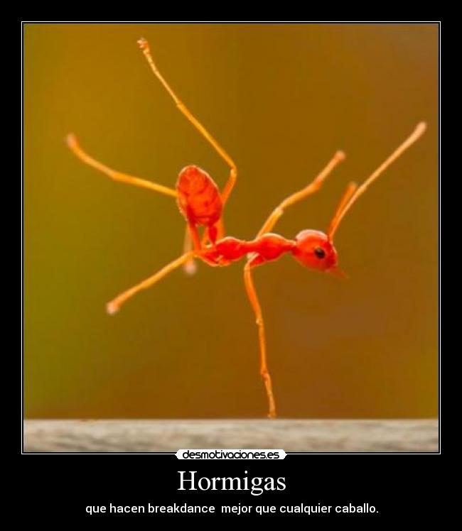 Hormigas - 