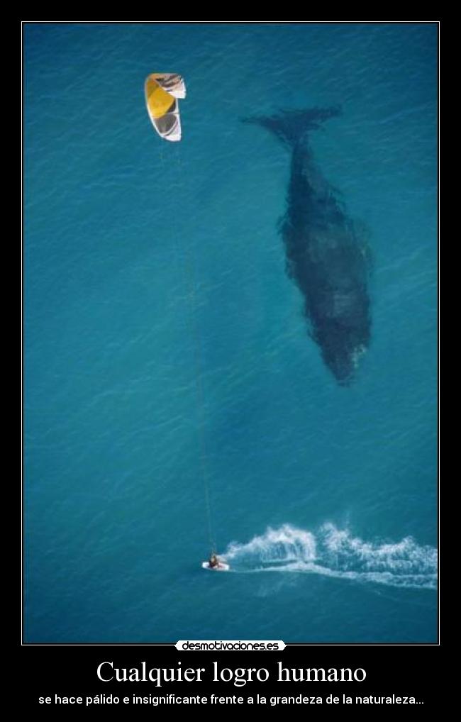 carteles decir creo que una ballena pueda luna desmotivaciones