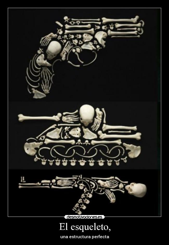El esqueleto, - una estructura perfecta