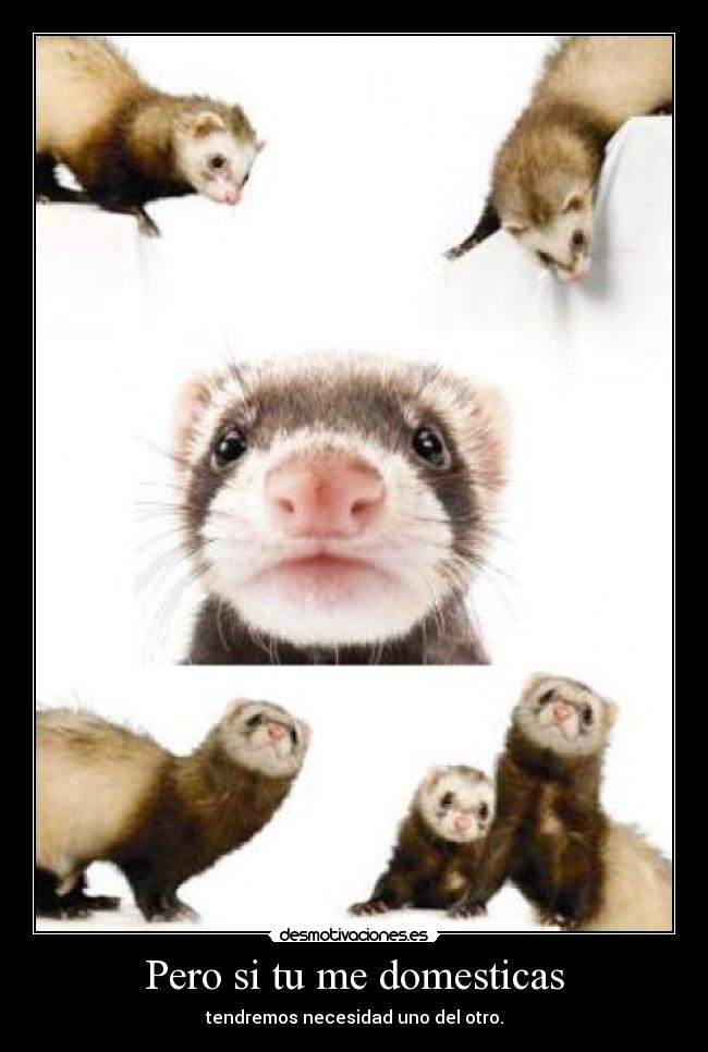 Pero si tu me domesticas - tendremos necesidad uno del otro.