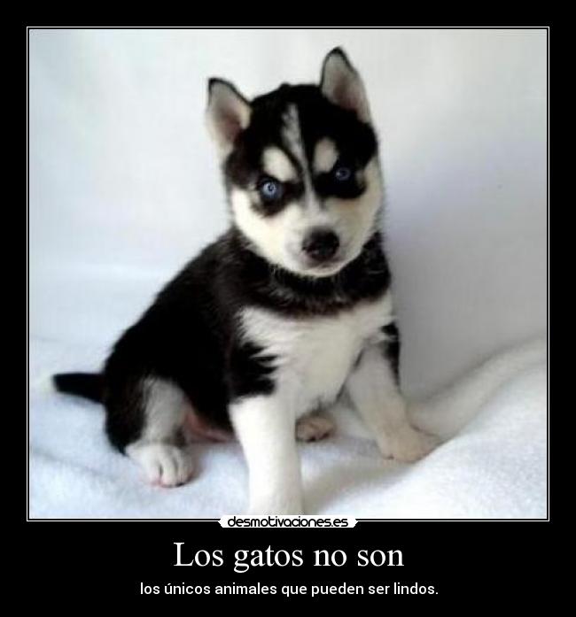 carteles gatos husky kawaii lindo gatos perro cachorro desmotivaciones