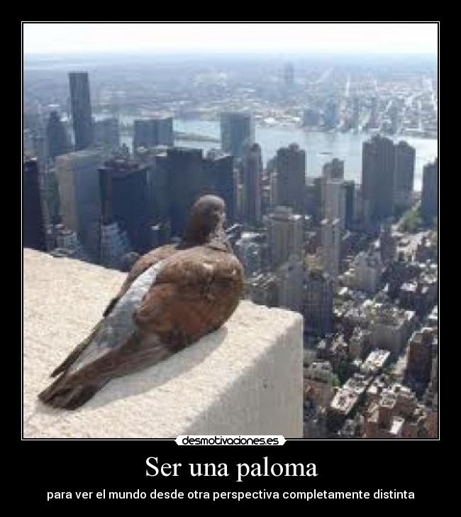 Ser una paloma - para ver el mundo desde otra perspectiva completamente distinta